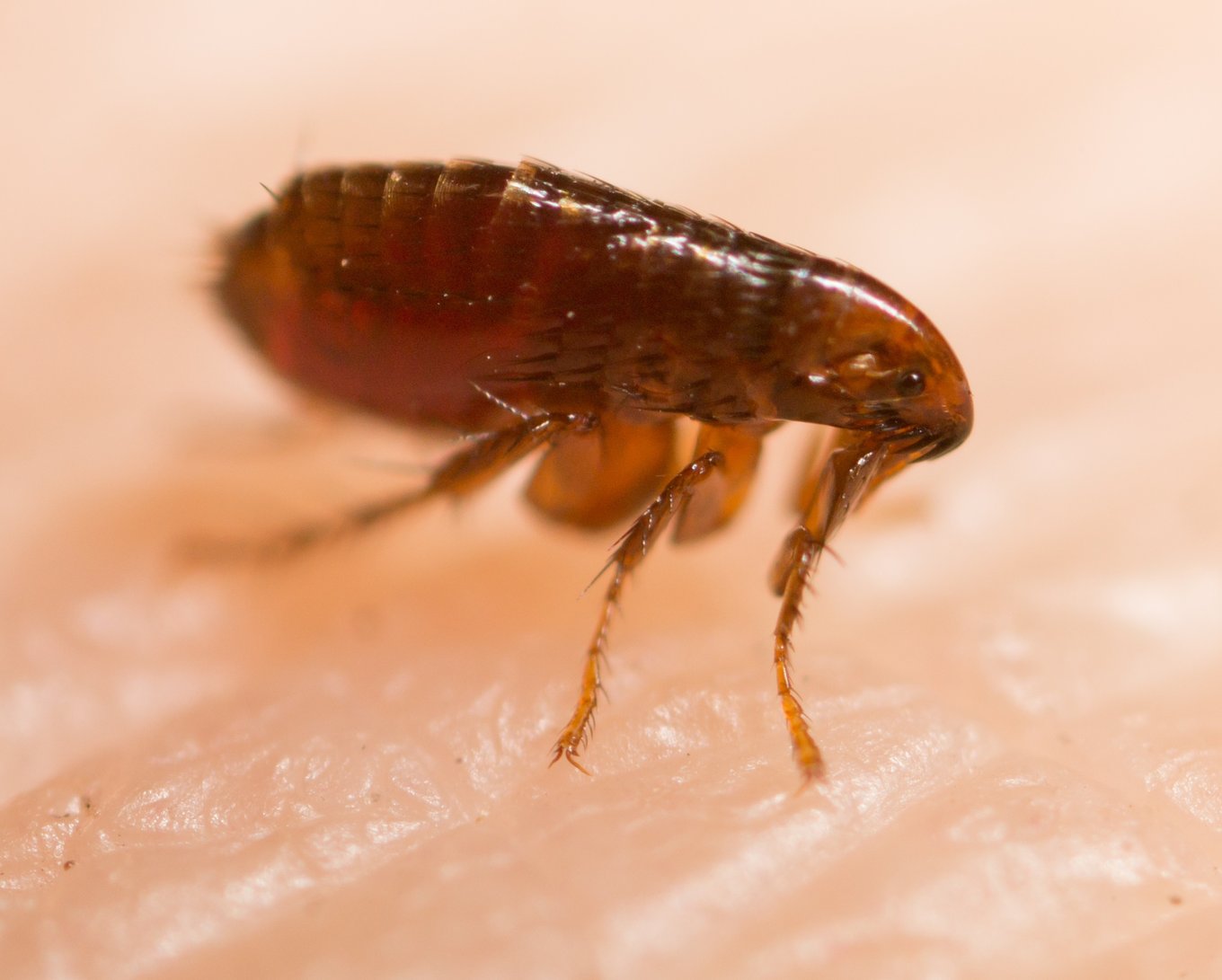How Can I Get Rid of Fleas In My Home?